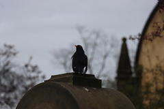 Turdus merula