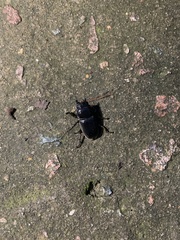 Serrognathus titanus platymelus
