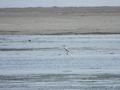 Egretta eulophotes
