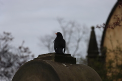 Turdus merula