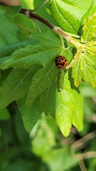 Harmonia axyridis