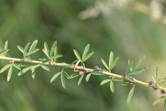 Lespedeza juncea