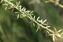 Lespedeza juncea