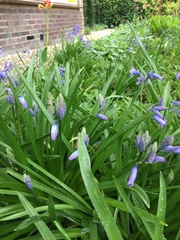 Hyacinthoides non-scripta