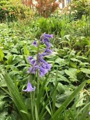 Hyacinthoides non-scripta