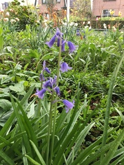 Hyacinthoides non-scripta