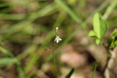 Rorippa laciniata