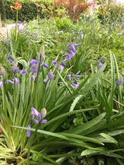 Hyacinthoides non-scripta