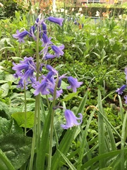 Hyacinthoides non-scripta