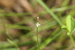 Rorippa laciniata