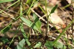 Rorippa laciniata