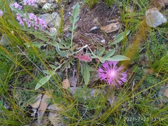 Psephellus sibiricus