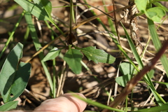 Rorippa laciniata