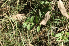 Lobelia concolor