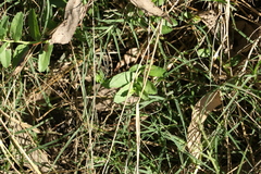 Lobelia concolor