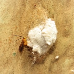 Iropoca rotundata
