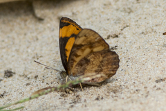 Pantoporia