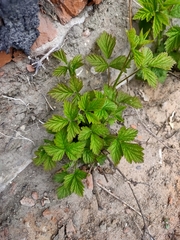 Rubus caesius