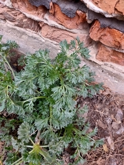 Artemisia absinthium