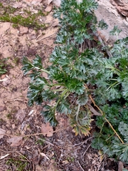 Artemisia absinthium