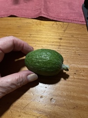 Feijoa
