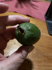 Feijoa