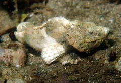 Devil Scorpionfish photo 3