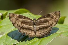 Neptis harita