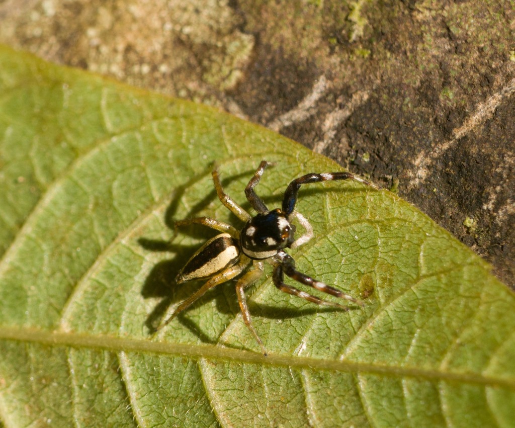 Multi-Coloured Phintella