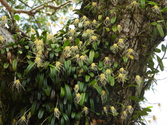 Bulbophyllum vaginatum