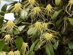 Bulbophyllum vaginatum