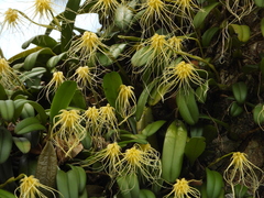 Bulbophyllum vaginatum