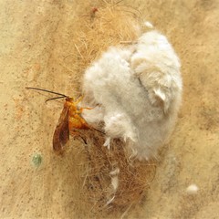 Iropoca rotundata