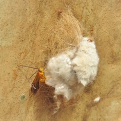 Iropoca rotundata