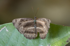 Neptis harita