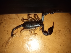 Euscorpius
