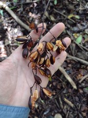 Toona ciliata, recorded fruiting