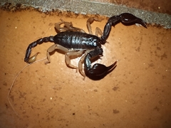 Euscorpius