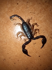 Euscorpius