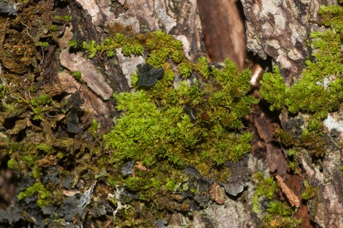 Macromitrium brevisetum observed 2022-04-24
