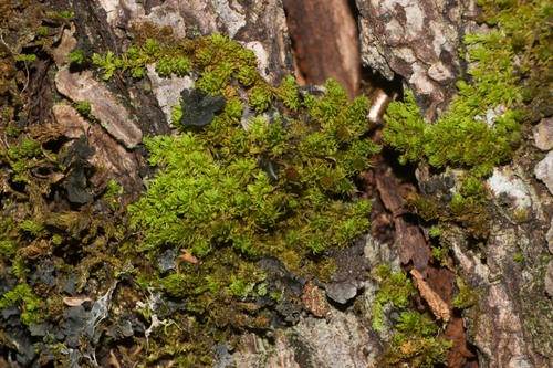 Macromitrium brevisetum