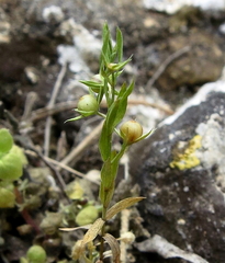 Lysimachia linum-stellatum