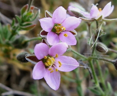 Rhodalsine geniculata