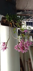 Dendrobium anosmum