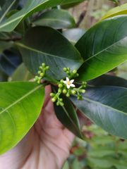 Psychotria mariniana