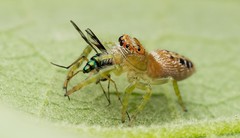 Opisthoncus sexmaculatus