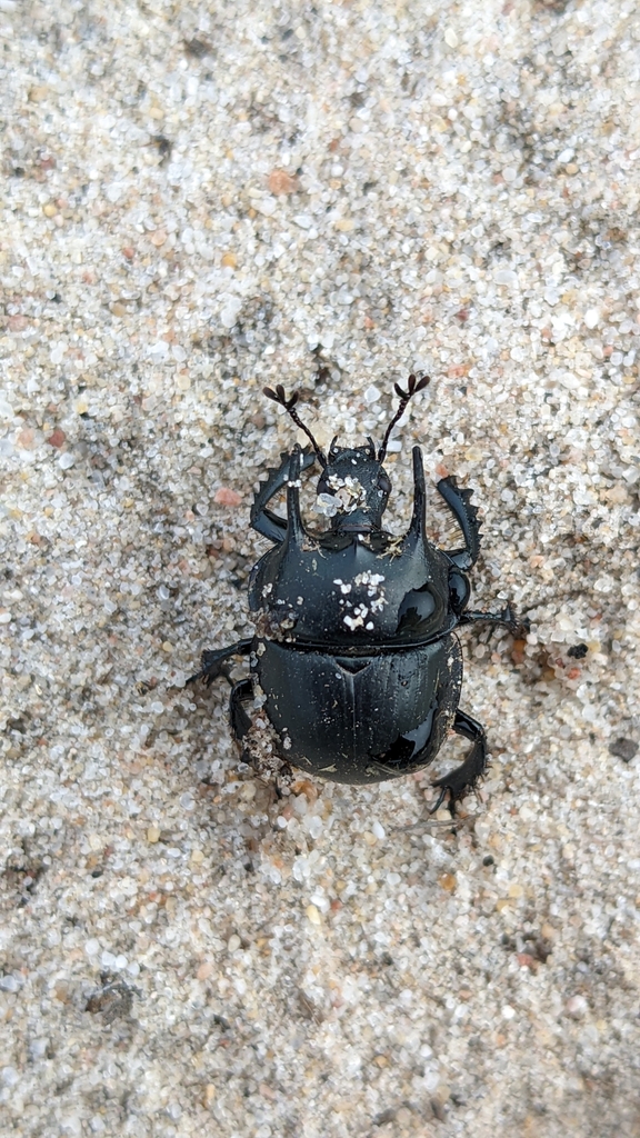 Chelotrupes feryi
