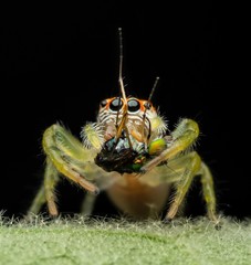 Opisthoncus sexmaculatus