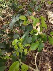Diospyros sandwicensis