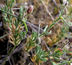 Rhodalsine geniculata